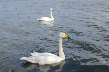 white swan on the lake