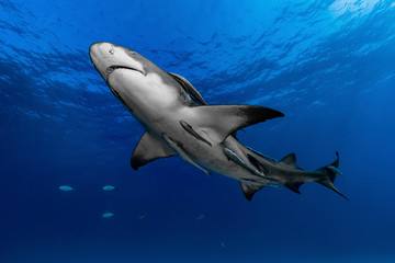 Schwimmender Zitronenhai (Negaprion brevirostris)