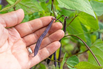 bean plant lies in one hand in the garden