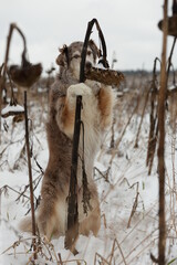 Neugierde. Schöner langhaariger Hund springt an einer alten Sonnenblume hoch