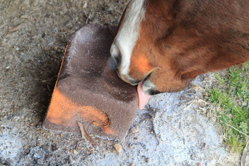Selective Focus Closeup of a horse's mouth and tongue licking a salt mineral block