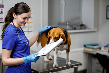 A woman veterinarian examines a beagle slbaka in a veterinary clinic. Beagle dog sitting on a...