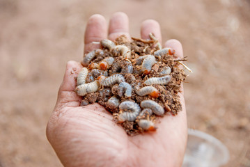 Caterpillar, Caterpillar from Thailand country