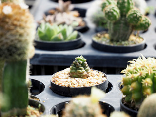 Mini Cactus plant on the pot at cactus farm