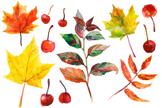 Watercolor hand drawn set of  colorful autumn leaves and small apples. Fall hand drawn clip art elements isolated on white background. Yellow and red maple leaves.