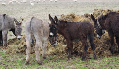 Fototapeta premium Asini nel gregge di pecore al pascolo - primavera