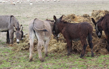 AsinI nel gregge di pecore al pascolo - primavera