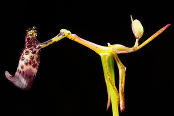Flower of the rare Warty Hammer Orchid, Drakaea livida, an endemic orchid species growing in spring in Southwest Western Australia
