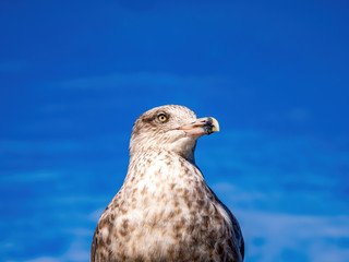 sea gull close up with blue sky