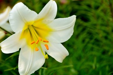 Delightful white lily in the garden close-up