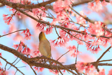 spring sakura mejiro