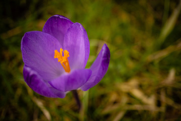 Fototapeta premium Frühling