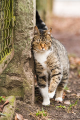 Spring March tabby cat near the old fence.