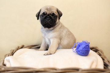 pug puppies in a basket