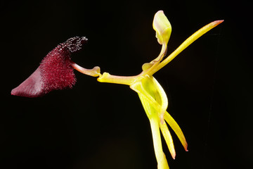 Flower of the rare King-in-his-carriage Hammer Orchid, Drakaea glyptodon, an endemic terrestrial...