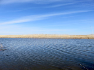 Blue sky, water surface and Golden reeds