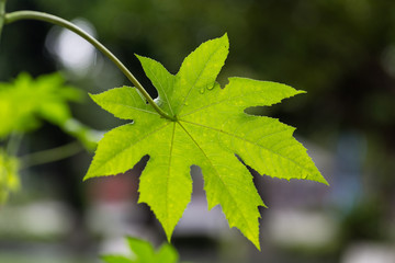 Green Leafs