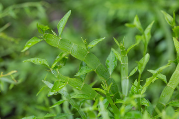 Muehlenbeckia Platyclada centipede plant