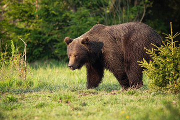 Majestic brown bear, ursus arctos, walking on a green meadow in springtime. Dominant male mammal looking with head down at sunrise. Wild animal moving alongside small tree.