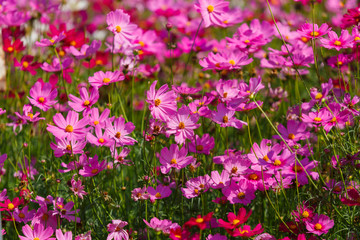 Beautiful cosmos flower field in sunny.