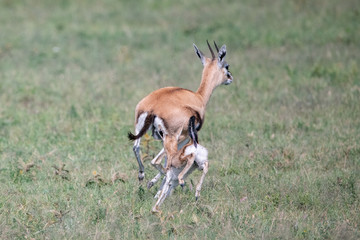 baby Thomson gazelle running after its mother