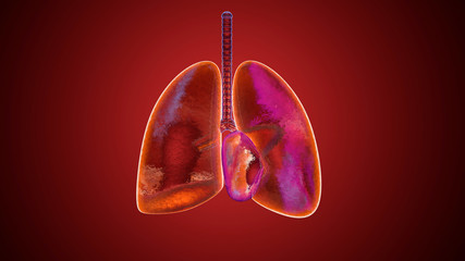 3D illustration of human lungs