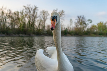 Obraz premium Schwan guckt in die Kamera auf einem See