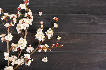 Sprigs of the apricot tree with flowers on wooden background. Place for text. The concept of spring came, happy easter, mother's day. Top view. Flat lay