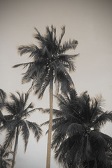 Fototapeta na wymiar coconut tree vintage style on beach sunshine In the evening