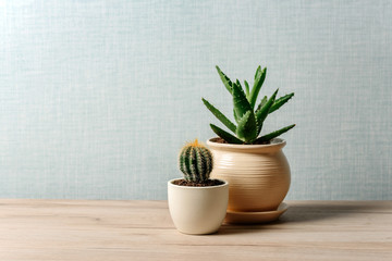 Cactus and aloe in flower pots on the table on a light background with space for text.