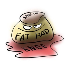 Fat pad in the knee