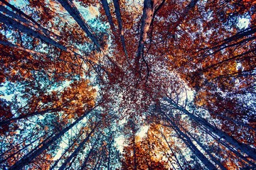 beautiful autumn forest 