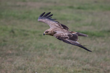 Tawny Eagle in flight in the Masai mara