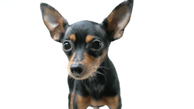 curious happy russian toy terrier small dog looking into camera