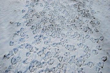 Traces of geese on the first snow in the fall.