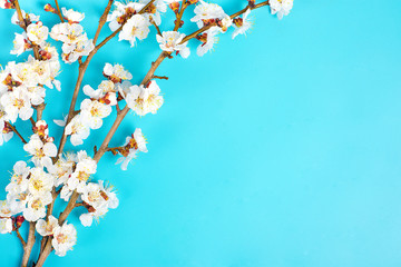 Sprigs of the apricot tree with flowers on blue background. Place for text. The concept of spring came, happy easter, mother's day. Top view. Flat lay
