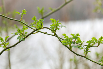 Frische Triebe an Pflanzen im Frühling