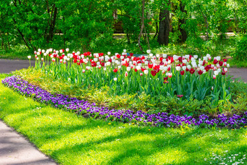 Spring tulips in Catherine park, Pushkin (Tsarskoe Selo), Saint Petersburg, Russia