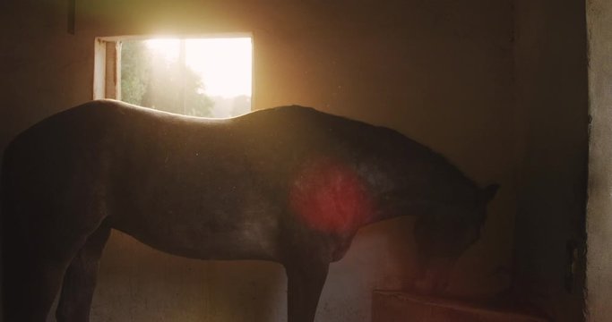 Dressage Horse eating inside a stable