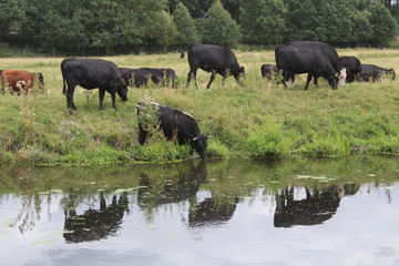 Fototapeta na wymiar Cows,bullocks drinking from canal in the afternoon, Selby North Yorkshire, Britain, UK
