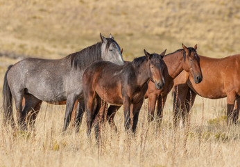 Wild Horses in the Utah Desert in Autumn