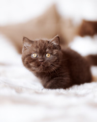 Britisch Kurzhaar Kitten in chocolate mit Bernstein Augen ganz verträumt und süß