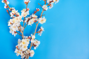 Sprigs of the apricot tree with flowers on blue background. Place for text. The concept of spring came, happy easter, mother's day. Top view. Flat lay