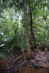 Mangrove forest, Dubuji Walk Australia