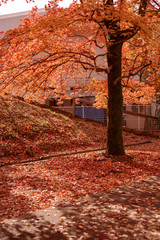 秋イメージ　紅葉と落葉