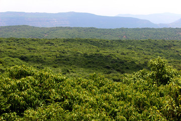 Fototapeta na wymiar dense green forest at Connaught Peak or mount olympia in Mahabaleshwar Maharashtra sahyadri ranges seen in multiple layers on a sunny day indeed a popular tourist spot