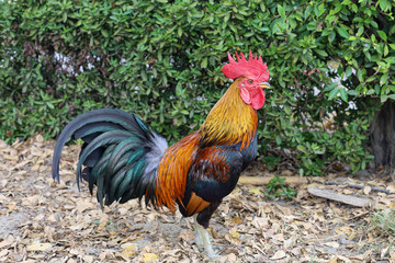 The fighting cock in garden nature farm at thailand