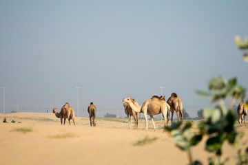 Group Of Camels walking in desert in Abu Dhabi UAE