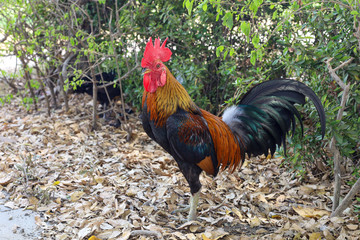 The fighting cock in garden nature farm at thailand