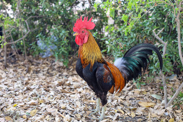 The fighting cock in garden nature farm at thailand